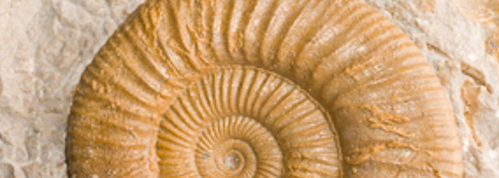 Ammonites preservado en matriz