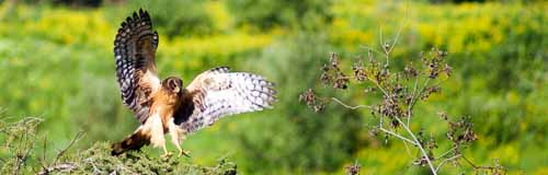 Aguilucho cenizo (Circus pygargus), aterrizando