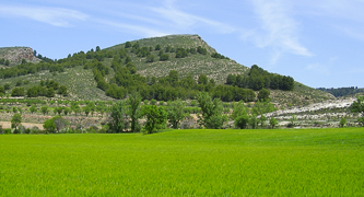 Campo de trigo verde que ilustra el medio natural