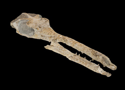 Modelo digital hiperrealista del cocodrilo jurásico Maledictosuchus riclaensis