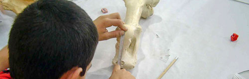 Escolar midiendo un hueso fósil en un taller paleontológico