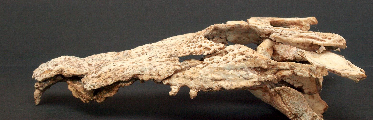 Cráneo de Arenysuchus