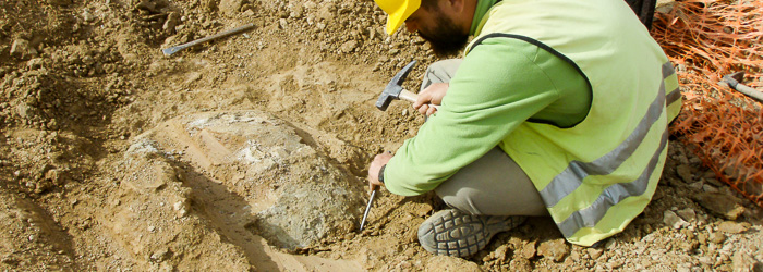 Paleontólogo excavando una tortuga fósil