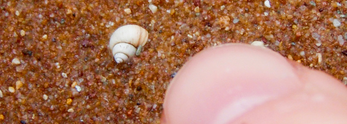 Gasterópodo durante muestreo biológico