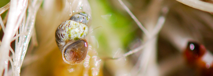 Gasterópodo acuático (Pseudoamicola) en su medio natural