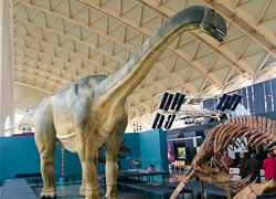 Reproducción de dinosaurio saurópodo de 20 metros de longitud