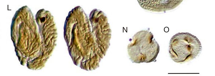 A new uppermost Albian flora from Teruel province, northeastern