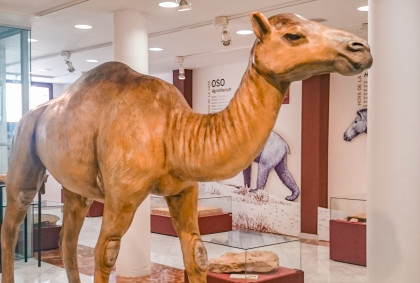 Camello Jumilla - Paracamelus