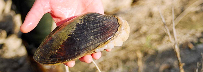 Estudios MOLUSCOS PROTEGIDOS
