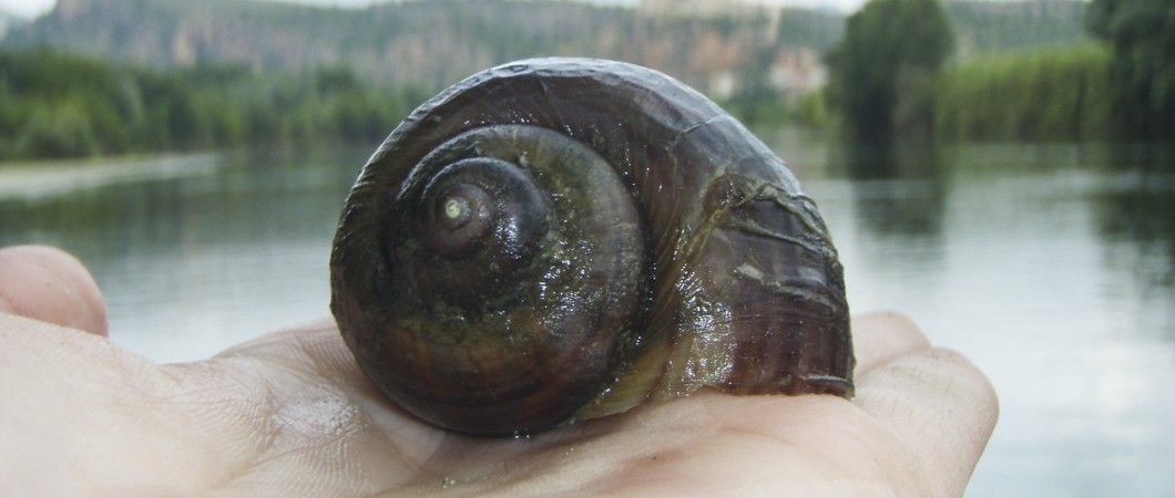 Prospecciones de caracol manzana por Paleoymas en el delta del Ebro