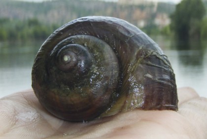 Prospecciones de caracol manzana por Paleoymas en el delta del Ebro