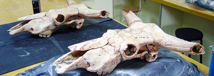 Réplica de cráneo de Uro fosilizado procedente del Pleistoceno del Parque Cultural del Río Martín