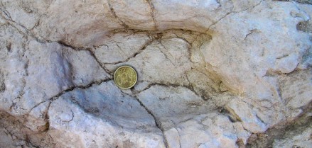 Huella fosilizada de un mamífero artiodáctilo
