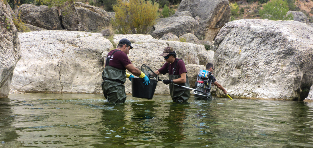 Pesca eléctrica Bergantes (4)