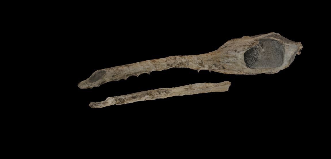 Maledictosuchus 3dpaleo