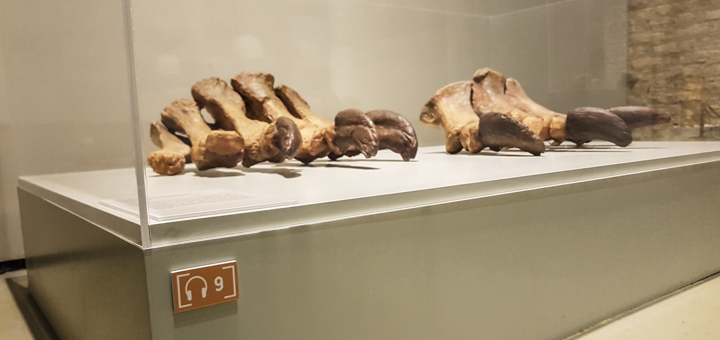 Museo de Ciencias Naturales de Zaragoza