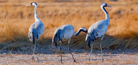 Reserva Natural de la Laguna de Gallocanta