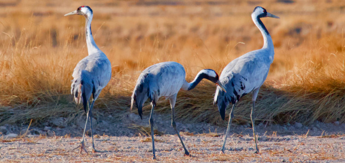 Reserva Natural de la Laguna de Gallocanta