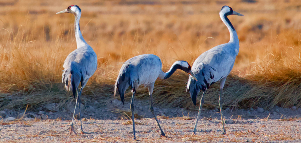 Reserva Natural de la Laguna de Gallocanta