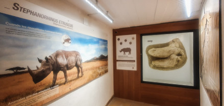 Musealización de la réplica del cráneo de Stephanorhinus etruscus