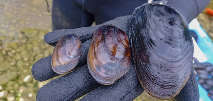 3 Ejemplares de la almeja de río M. margaritifera