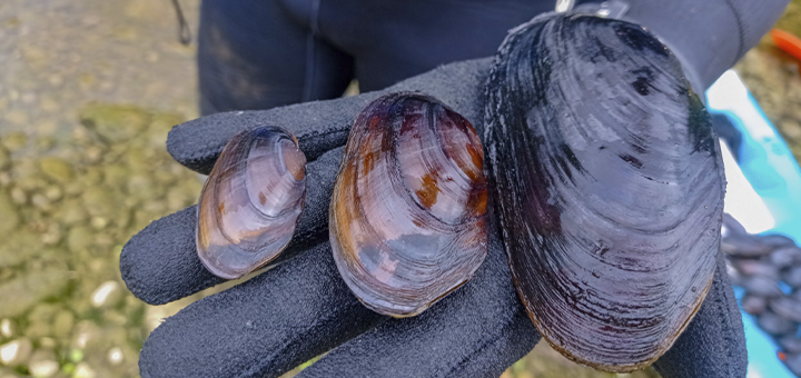 3 Ejemplares de la almeja de río M. margaritifera