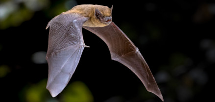 Murciélago Pipistrellus nathusii