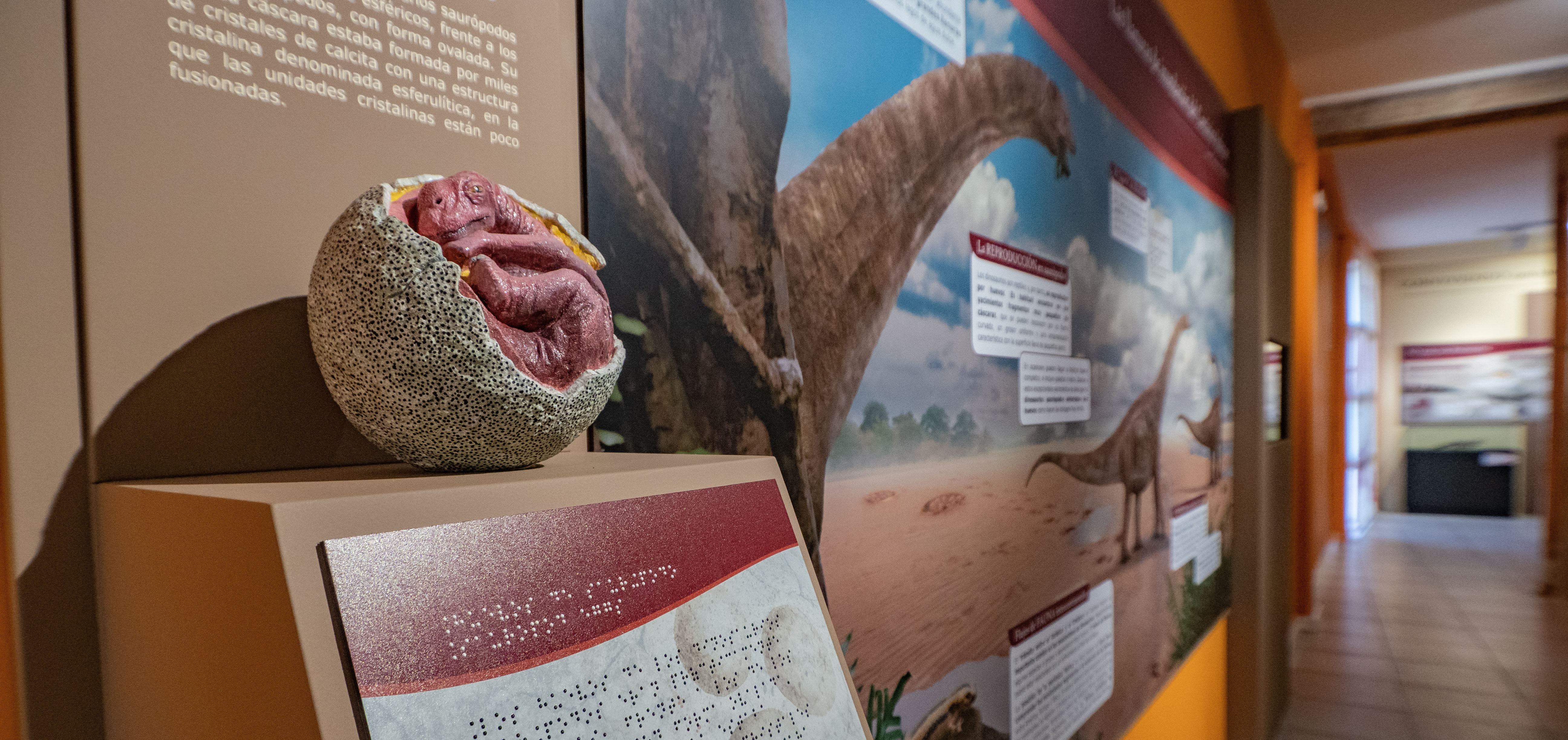 Reproducción de huevo de saurópodo. Museo Paleontológico de Galve.
