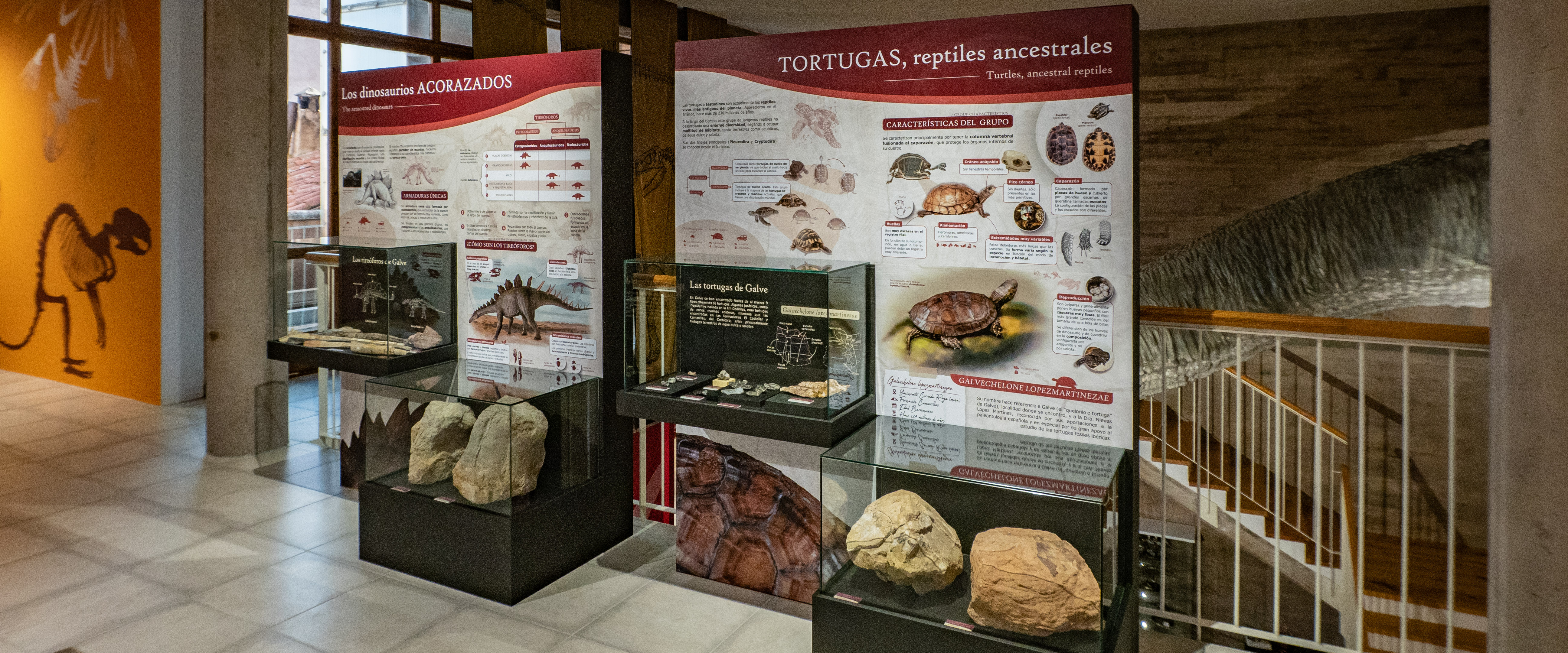 Panelería interpretativa sobre fósiles de dinosaurios tireóforos y tortugas en el Museo Paleontológico de Galve (Teruel).