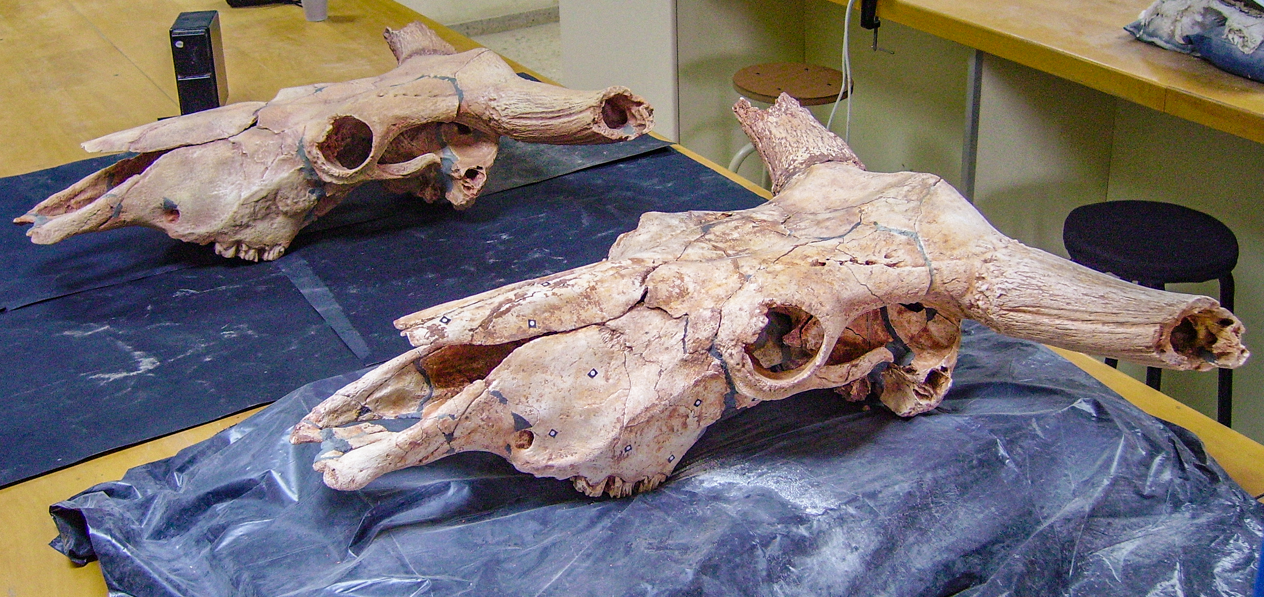 Réplica del cráneo del uro de Fogañán (Ariño, Teruel). Se emplearon tierras del yacimiento original para el acabado de la réplica.