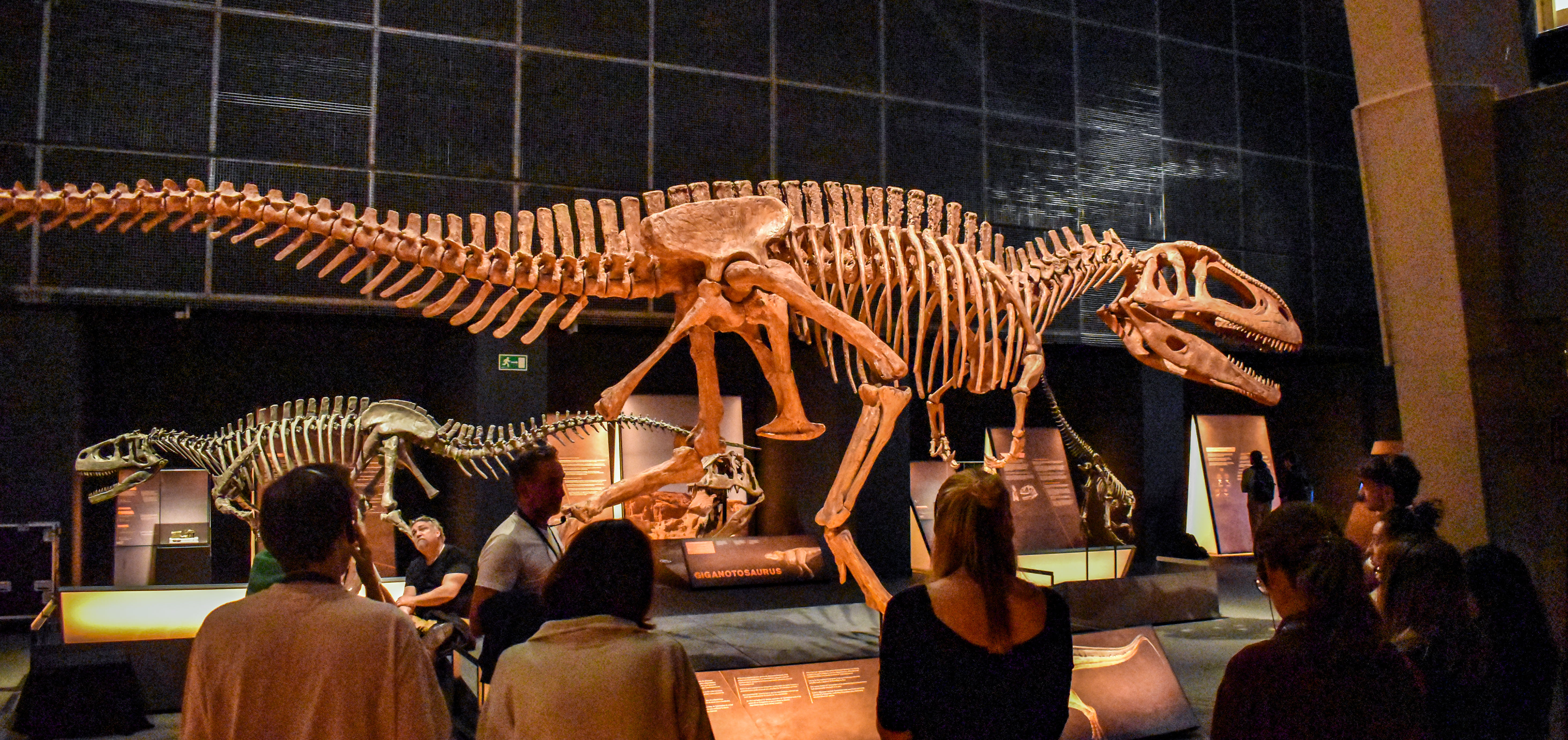 Visitantes contemplando un esqueleto de dinosaurio perteneciente a la exposición.