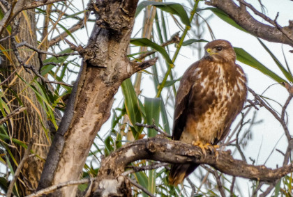 Estudio impacto ambiental Muel - avifauna