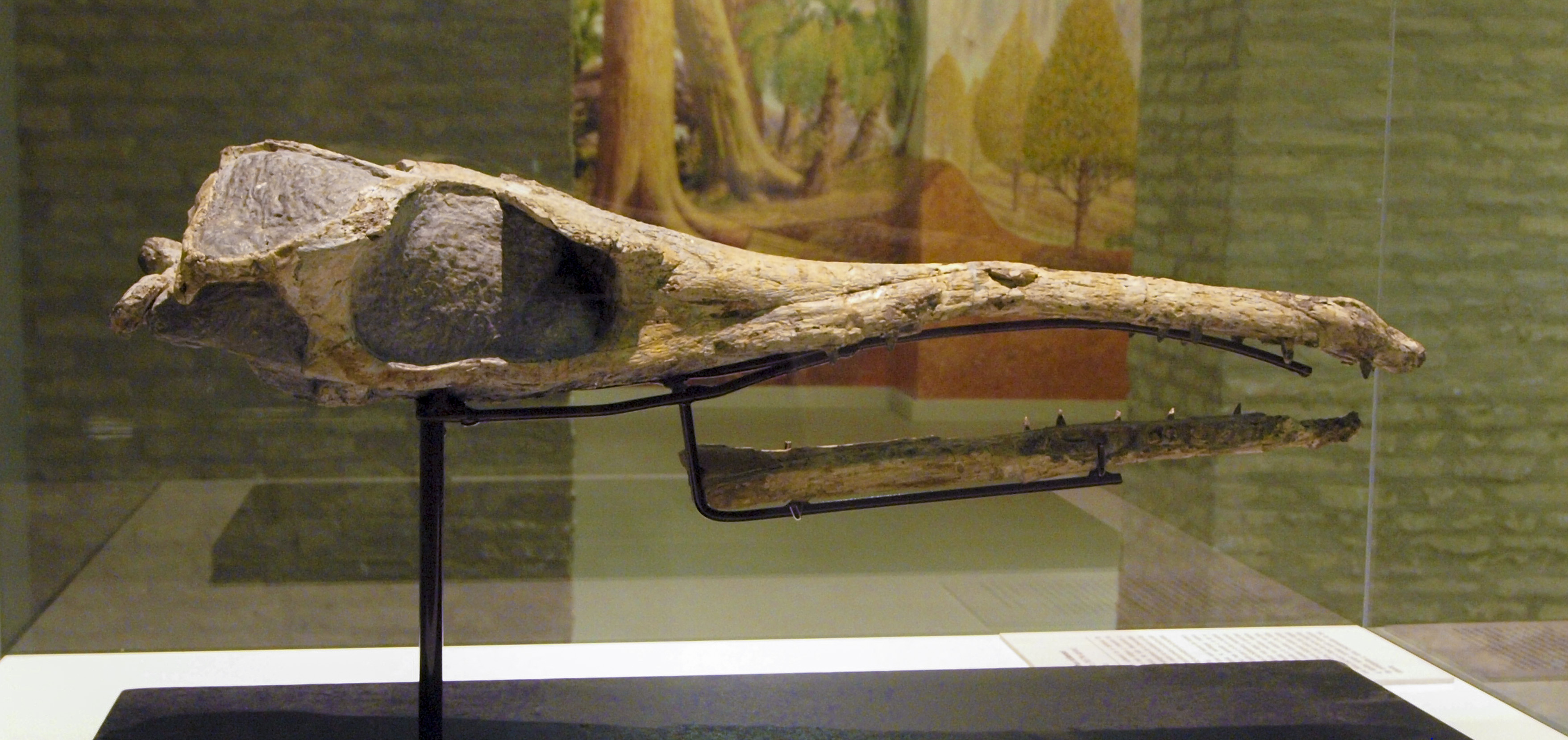 Maledictosuchus riclaensis en el Museo de Ciencias Naturales de Zaragoza.