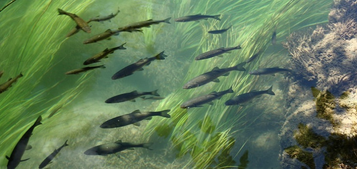 Truchas_en_río
